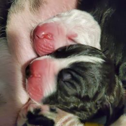 Great Dane Puppies from Dog in Mind Danes