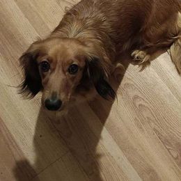 Dachshunds from Doxie Dynasty