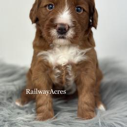Sydney - Red  female Goldendoodle puppy in Milford, Indiana from Railway Acres Kennel
