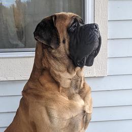 Dakota or Kota - Mastiff