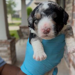 Oregano - Blue merle male Bernedoodle puppy in Richmond, Texas from Harper’s Heartbeats