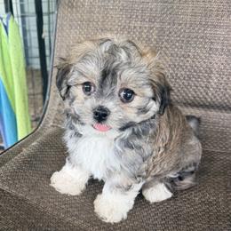 Stella - Black & tan female Maltipoo puppy in Chariton, Iowa from Mia Lucky Home