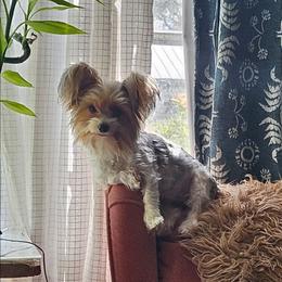 Sunny - Yorkshire Terrier