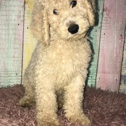 Goldendoodle Puppies from Zeusthemoosedoodles