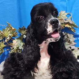 Boy 3 - Cocker Spaniel puppy in Peoria, Arizona from Stand Alone Cockers