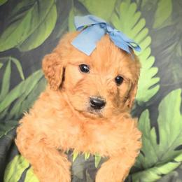 Girl 4 - Red female Bernedoodle puppy in Captain Cook, Hawaii from Big Island Goldendoodles