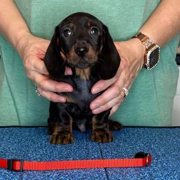 Marcus - Chocolate and tan male Dachshund puppy in Toledo, Ohio from Baldox Dachshunds
