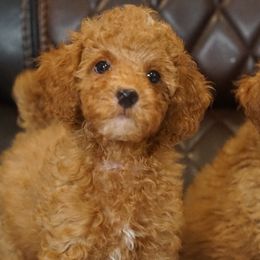 Duke - Red  Poodle puppy in New Jersey from TK Poodles