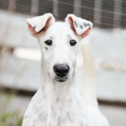 Ghost - Smooth Fox Terrier