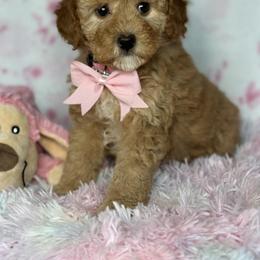 Nancy - Apricot female Goldendoodle puppy in Yuciapa, California from AlltheDoodlez_