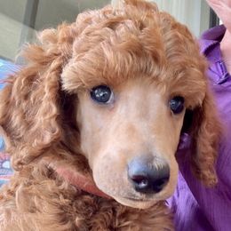 Molly - Red  female Poodle puppy in San Luis Obispo County, California from Central Coast Standard Poodles & Cavaliers