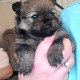 Carl Dean - Orange sable male Pomeranian puppy in Saint Charles, Missouri from Bisous Pomeranians & Heartland Sh
