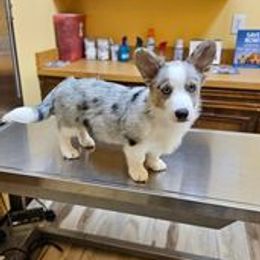 Choji - American Corgi