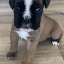 Boxer Puppies from Von Royal Dell'Infinite Deutscher