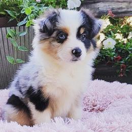 Malibu - Toy Australian Shepherd