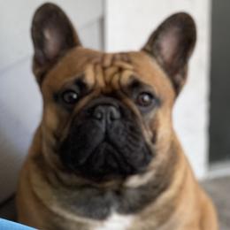 Rip - French Bulldog