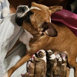 Magnolia - Boston Terrier