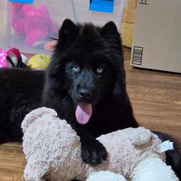 Zeekie Boo - Black male Siberian Husky puppy in East Tawas, Michigan from BurnsBerg's Woolies