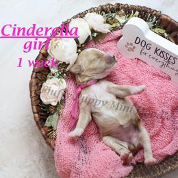 Cinderella (Pink Collar) - Apricot female Goldendoodle puppy in Corona, California from Fluffy Puppy Mini Doodles LLC
