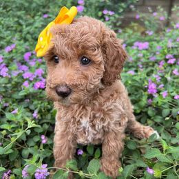 Yellow Collar - female Cavapoochon puppy in Waterford, California from Windy Hill Doodles