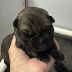 Green girl - Sable female German Shepherd puppy in Fredericksburg, Virginia from Trinity German Shepherd Dogs
