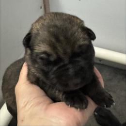 Green girl - Sable female German Shepherd puppy in Fredericksburg, Virginia from Trinity German Shepherd Dogs