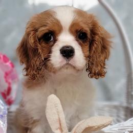 Angel - Blenheim female Cavalier King Charles Spaniel puppy in Manchester, New Hampshire from Evergreen Cavaliers