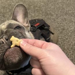 French Bulldogs from Frenchie Truffles