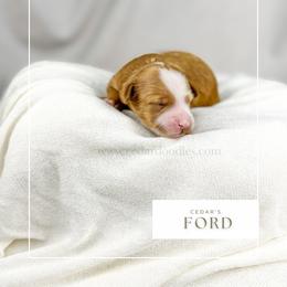 F O R D - Red  male Goldendoodle puppy in Cedar City, Utah from Cedar Doodles- Home of the Teddybear Goldendoodle