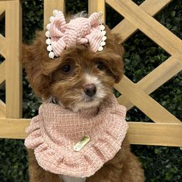 Bernedoodles, Cavapoos, Goldendoodles, and Pomeranians from Petite Posh Puppies