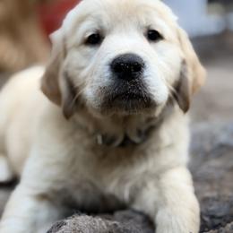 Valentine Valor - Light golden male Golden Retriever puppy in Gainesville, Florida from Heart and Soul Dog Breeding, Inc.