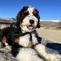 Bernedoodle All Grown Up from Boise Bernedoodles