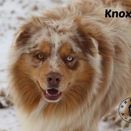 Knox - Miniature Australian Shepherd