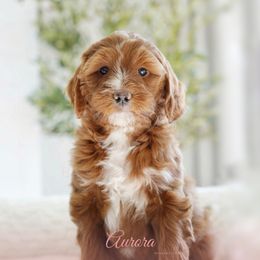 AURORA - Red  Goldendoodle puppy in Vancouver, Washington from Blissful Doodles
