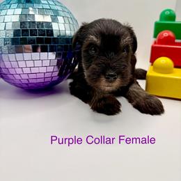 Purple Collar Female - Black and silver female Miniature Schnauzer puppy in Kansas City, Kansas from Daniel Morlan