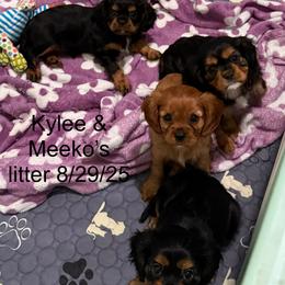 Cavalier King Charles Spaniel, Cavapoo, and Cocker Spaniel Puppies from Ray of Sunshine Spaniels LLC