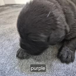Zion purple collar - Black male Labrador Retriever puppy in Greenwich, Ohio from Pure Gem Kennel