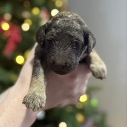 Sugar Plum - Sable female Goldendoodle puppy in Howard City, Michigan from Doodles and Chaos