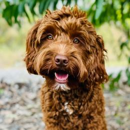 Kennedy - Goldendoodle