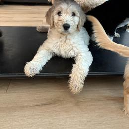 Mia - Cream female Goldendoodle puppy in Mesa, Arizona from Schmidt’s Doxies N Doodles