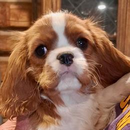 AKC Champion-Sired Capri - Blenheim female Cavalier King Charles Spaniel puppy in Louisville, Kentucky from Ali-Mae Cavaliers