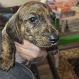 Brindle Boy 1 - Brindle male Dachshund puppy in Suffolk, Virginia from Mini Love Bugs