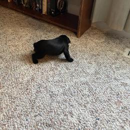 Miniature Schnauzer and Poodle Puppies from Bits & Bytes Farm
