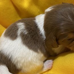 Nelson - Chocolate Dachshund puppy in Windsor, New York from Sweeney’s Weenie Dogs