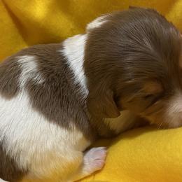 Nelson - Chocolate Dachshund puppy in Windsor, New York from Sweeney’s Weenie Dogs