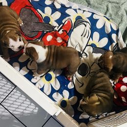 Bulldog Puppies from K&D Bulldogs