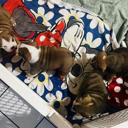 Bulldog Puppies from K&D Bulldogs