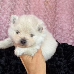 Boy 1 - Cream male Pomeranian puppy in Greenville, Georgia from Breezy Hill Poms
