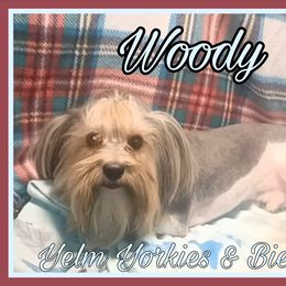 Woody - Black tan and white male Biewer Terrier puppy in Yelm, Washington from Yelm Biewers