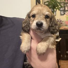 Shadow - Cream male Dachshund puppy in Deland, Florida from Island Farms Dachshunds Florida